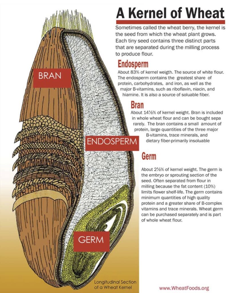 graphic displaying the different parts of a kernel of wheat